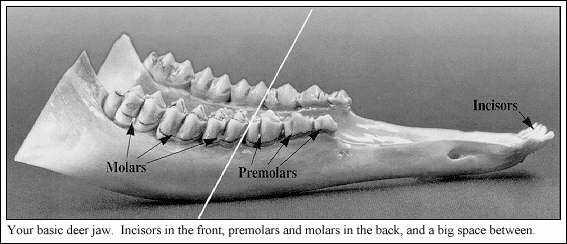 BASIC DEER JAW