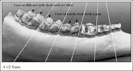 deer tooth aging chart