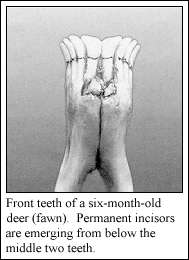 FRONT TEETH 6 Month