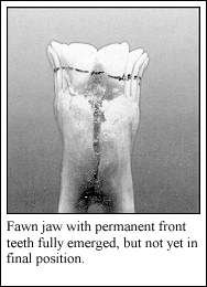 FAWN JAW