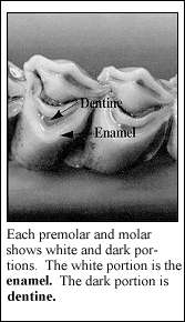 PRE MOLARS