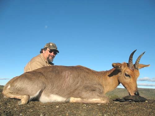 African Reedbok (Reedbuck)