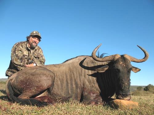 Blue Wildebeest