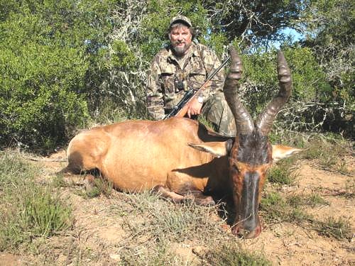 Red Hartebeest