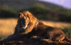 African Lion Wild Game Galleries.  View african wildlife.The lion (Panthera leo) is a mammal of the family Felidae and one of four "big cats" in the genus Panthera. The lion is the second largest feline species, after the tiger. The male lion, easily recognized by his mane,  lions live for around 10�14 years, while in captivity they can live over 20 years.Most of Africa except the central rainforest-zone and the Sahara desert. The last lions in Europe died out in historic times. Now, most lions live in eastern and southern Africa.Currently, estimates of the African lion population range between 16,000 and 30,000 living in the wild.