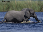 Elephant swimming wallpaper