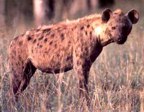  rowland ward, sci, Spotted Hyena