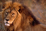 Photo: Close-up of an African lion