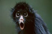 Photo: Young black spider monkey