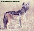  rowland ward, sci, Jackal (black-backed)