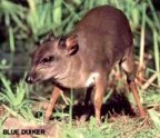  rowland ward, sci, Duiker (Blue)