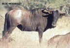  Blue Wildebeest