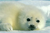 Photo: A baby harp seal rests on the Arctic ice
