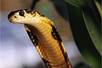 Photo: A king cobra with head raised