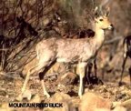  rowland ward, sci, Reedbuck (mountain)