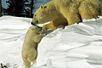 Photo: Mother polar bear coaxes her cub up a snow bank