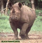  rowland ward, sci, Rhinoceros (black)