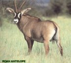  rowland ward, sci, Roan Antelope