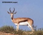  rowland ward, sci, Springbok kalahari, common springbuck