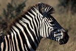 Photo: Zebra and foal