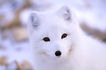Photo: Arctic Fox